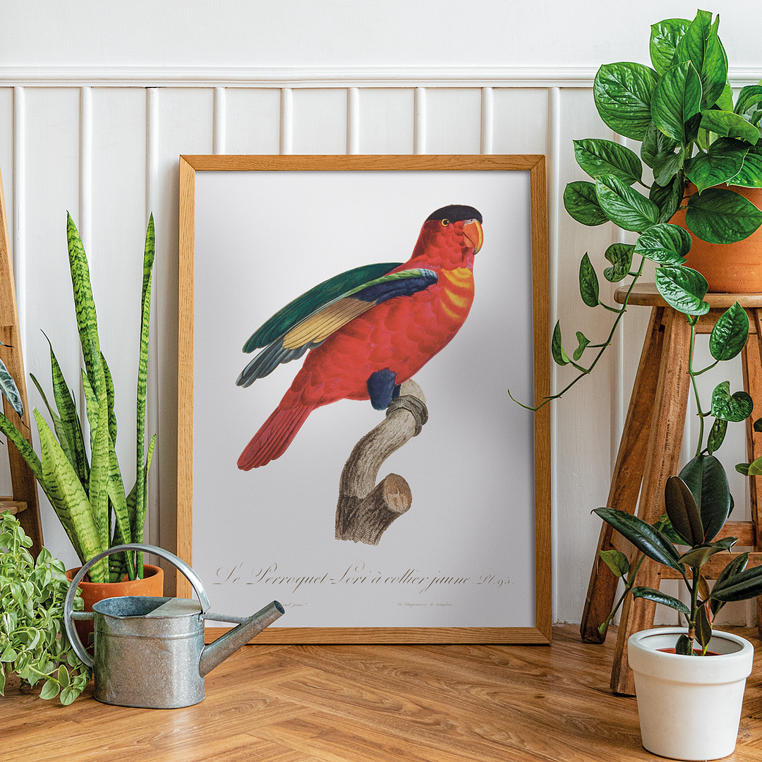 The Purple-Naped Lory, Lorius domicella I - Art Print