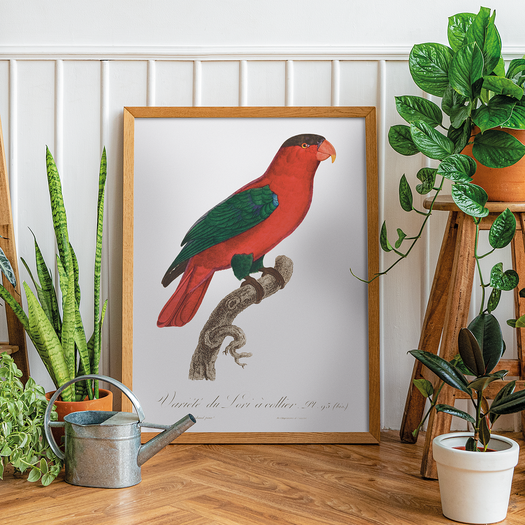 The Purple-Naped Lory, Lorius domicella II - Art Print