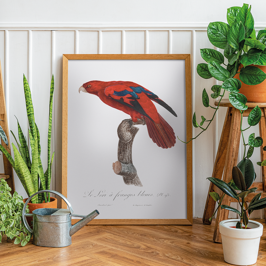 The Red Lory, Eos bornea I - Art Print