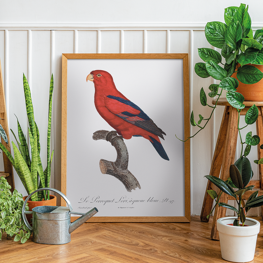 The Red Lory, Eos bornea II - Art Print