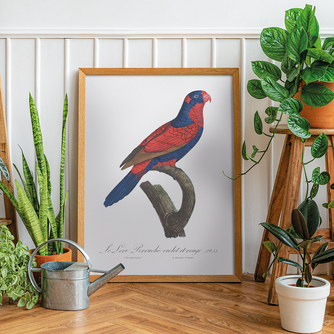 The red-and-blue lory, Eos histrio - Art Print