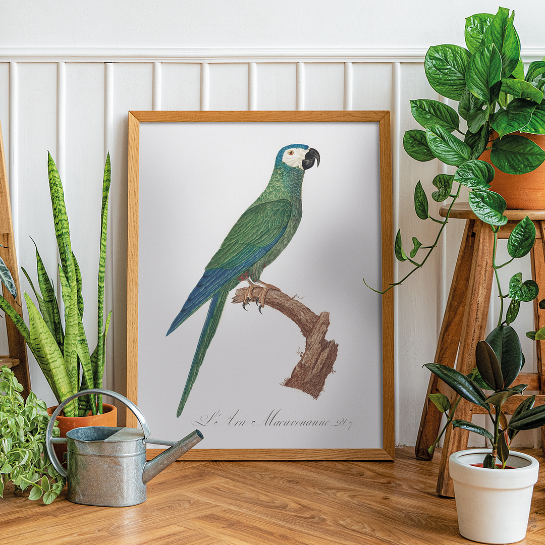 The Red-Bellied Macaws (Orthopsittaca manilatus) - Art Print