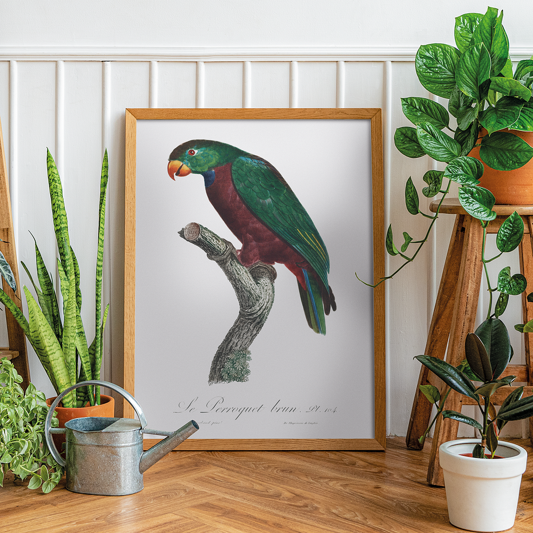 The Red-Billed Parrot, Pionus sordidus - Art Print