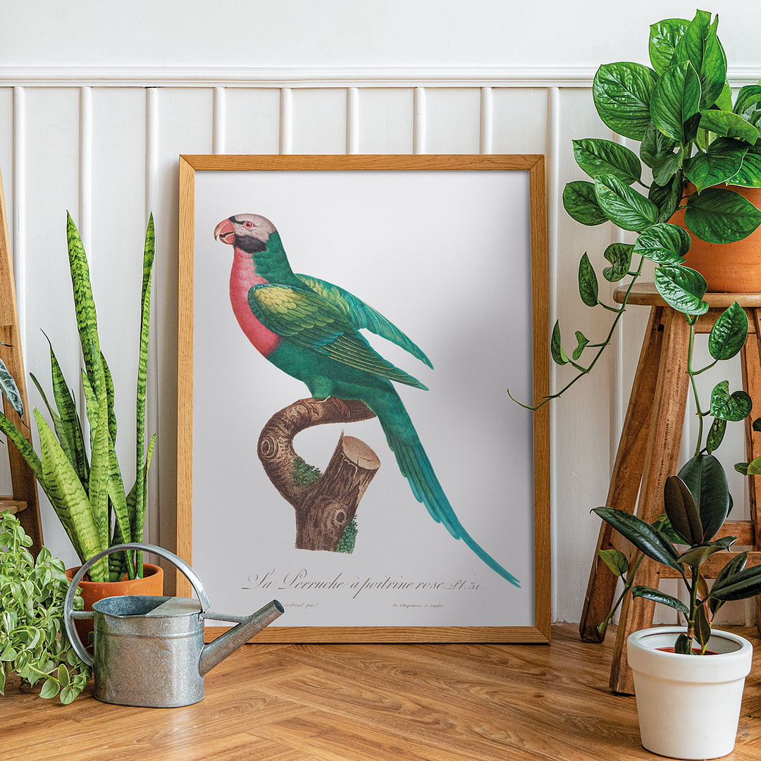 The Red-Breasted Parakeet, Psittacula alexandri - Art Print