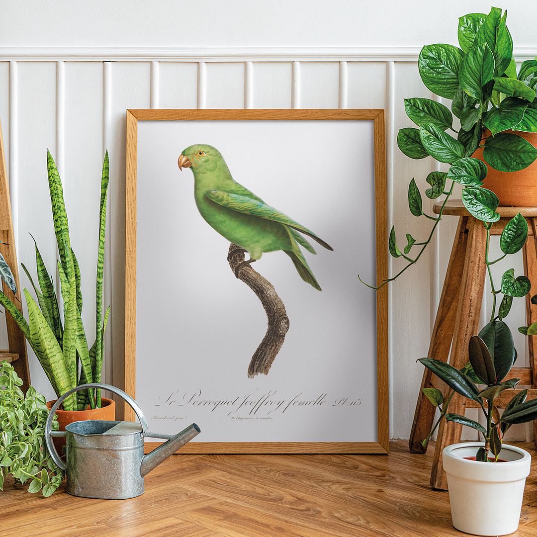 The Red-Cheeked Parrot, Geoffroyus geoffroyi, female - Art Print
