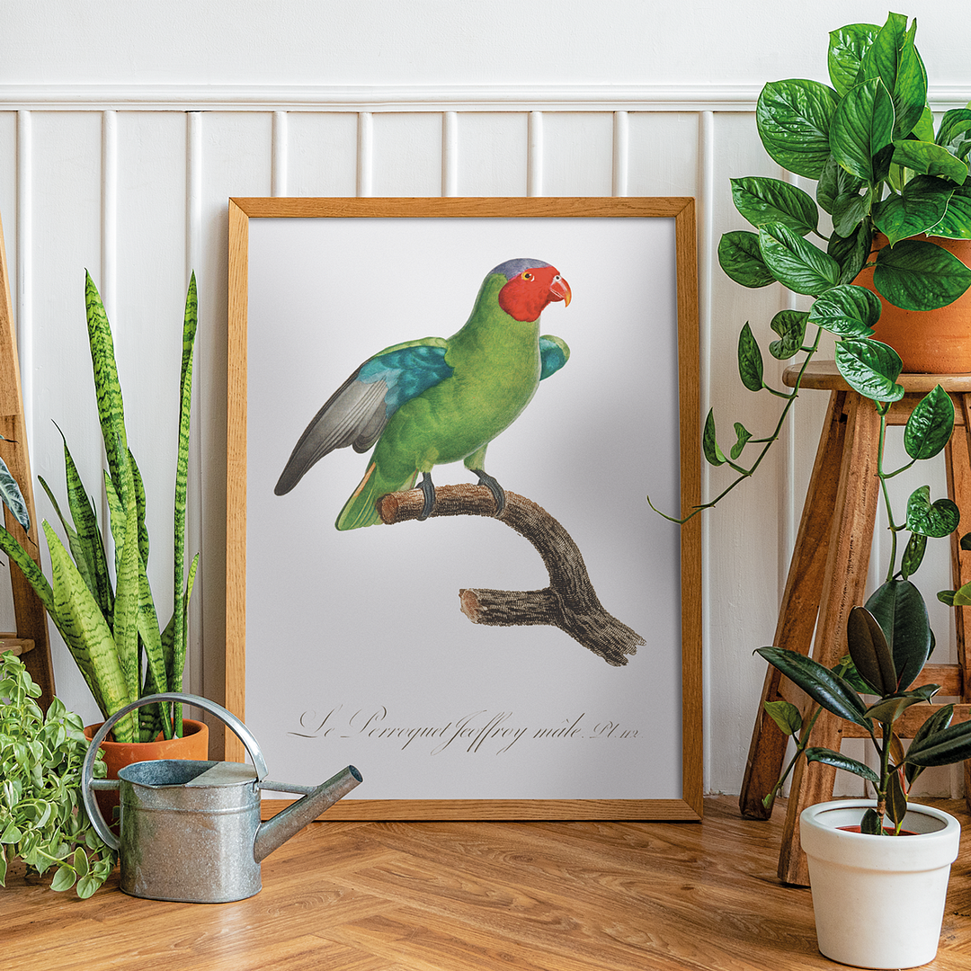 The Red-Cheeked Parrot, Geoffroyus geoffroyi, male - Art Print
