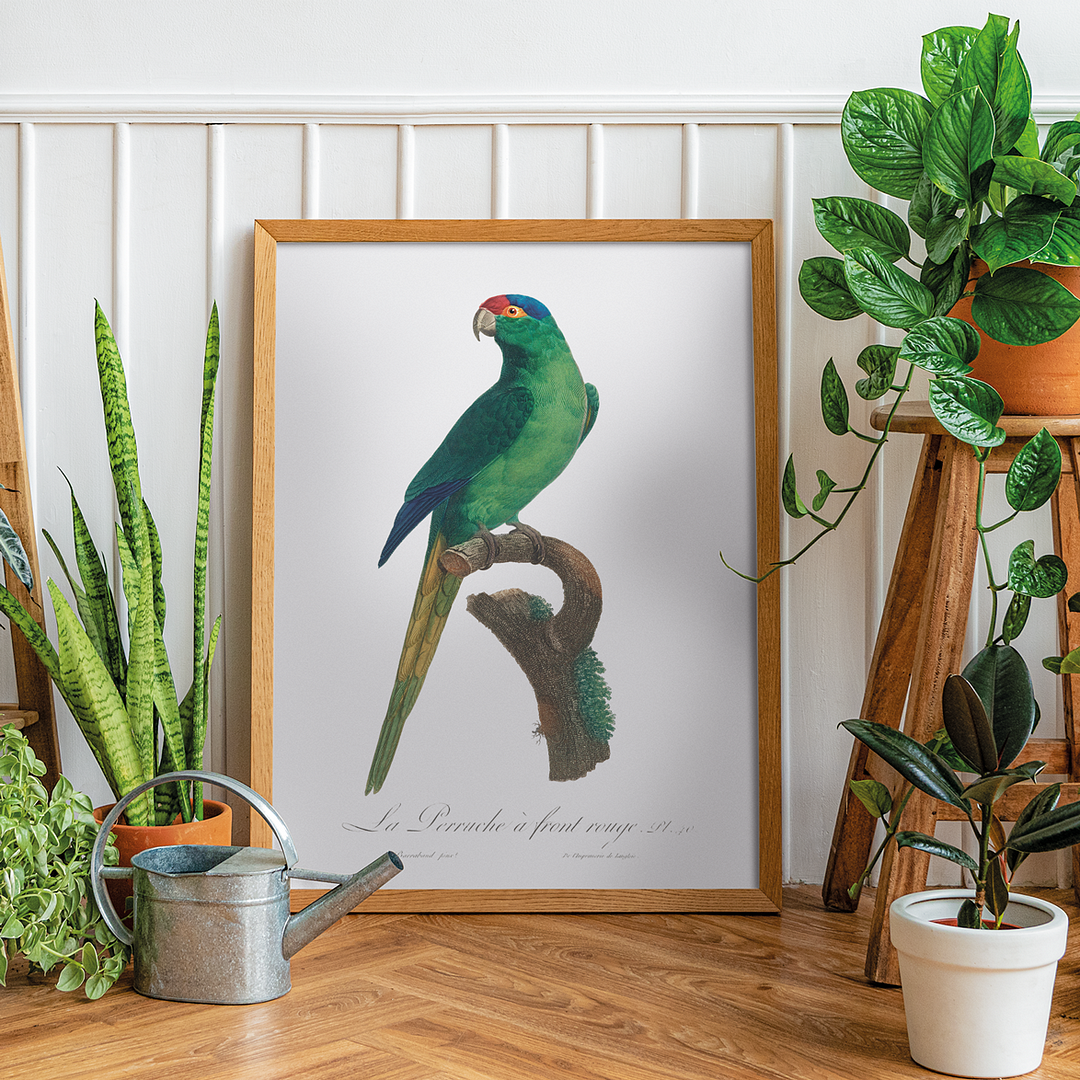 The Red-Crowned Parakeet, Cyanoramphus novaezelandiae - Art Print