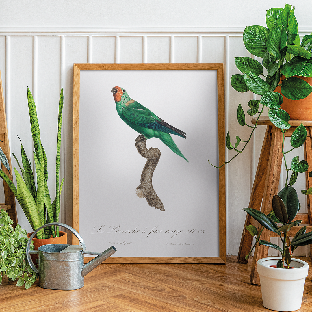The Red-Faced Parrot, Hapalopsittaca pyrrhops - Art Print