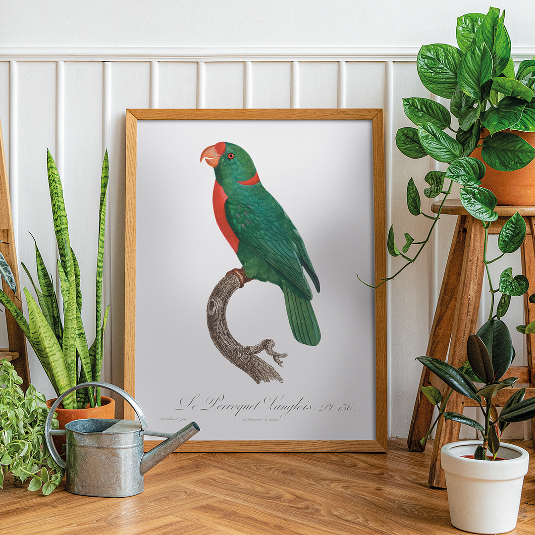The Red-Fronted Parrot, Poicephalus gulielmi - Art Print