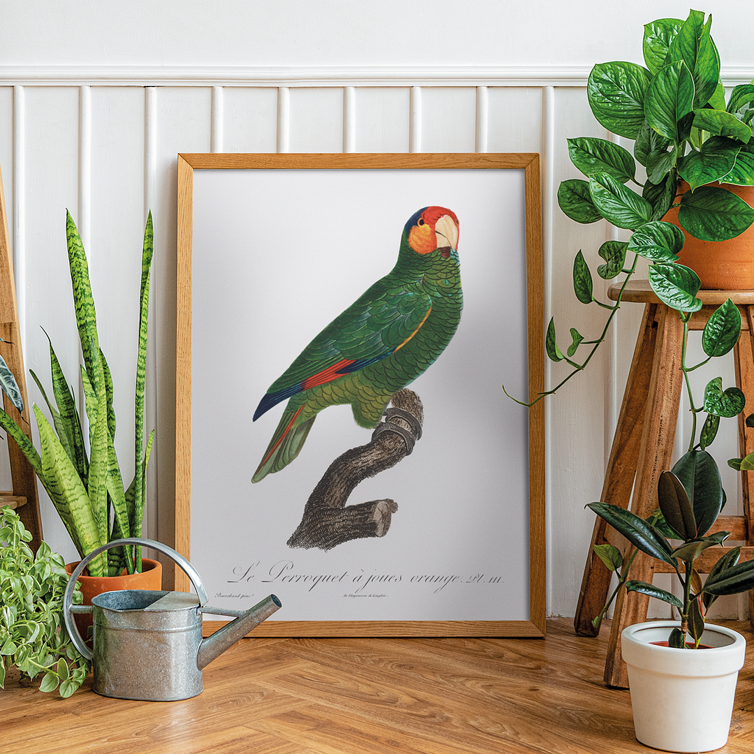 The Red-Lored Amazon, Amazona autumnalis - Art Print