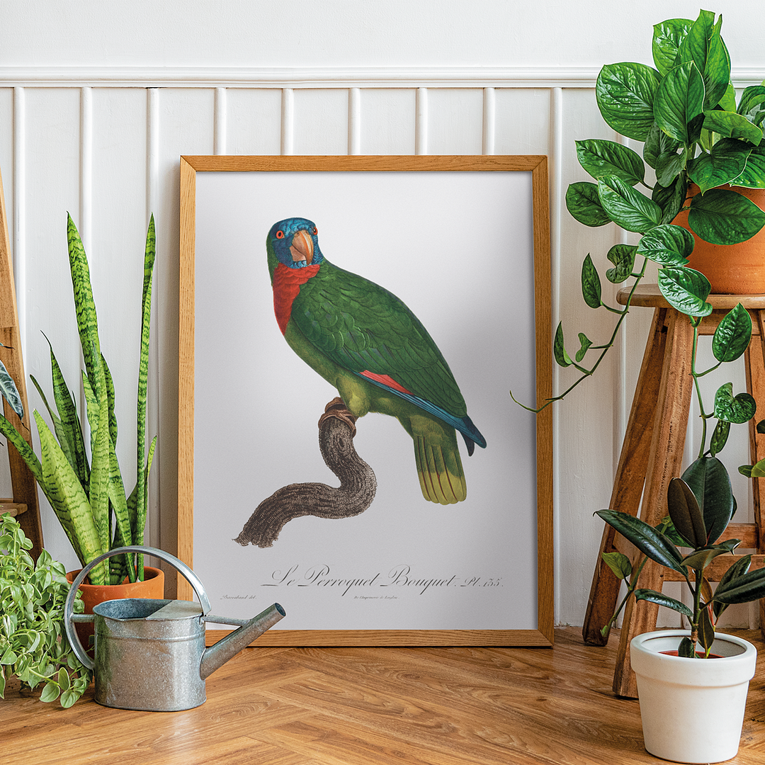 The Red-Necked Amazon, Amazona arausiaca - Art Print