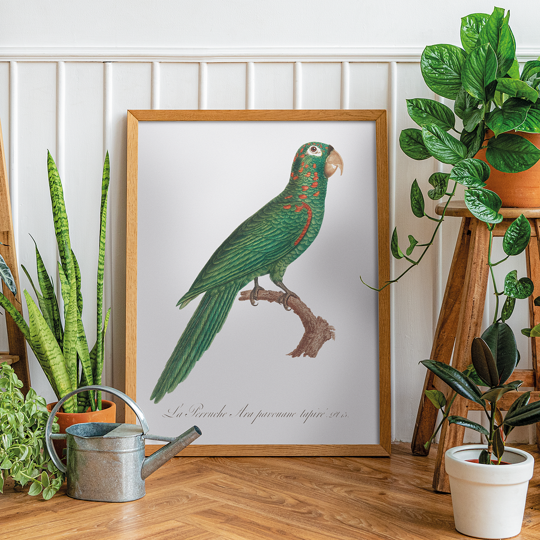 The Red-Spectacled Amazon, Amazona pretrei - Art Print