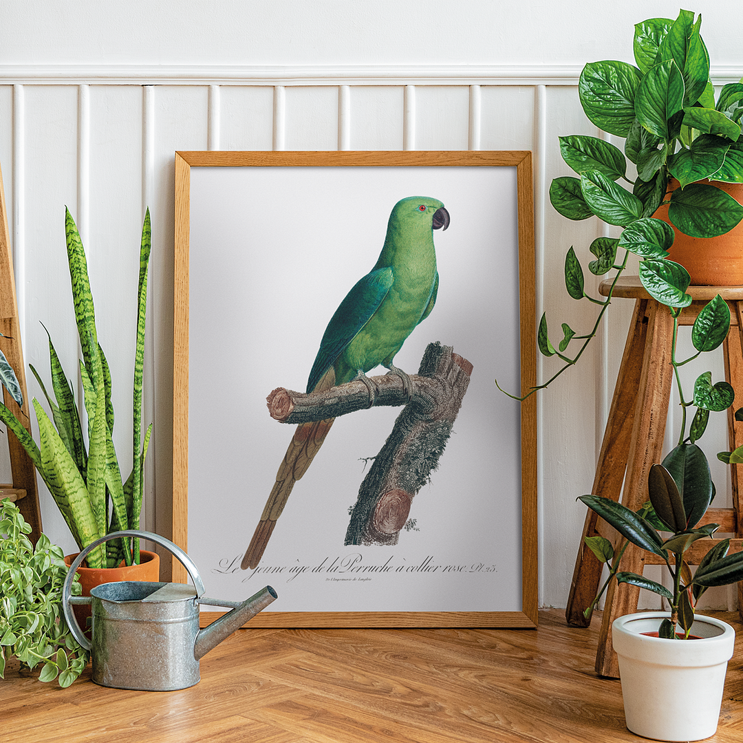 The Rose-Ringed Parakeet, Psittacula krameri III - Art Print