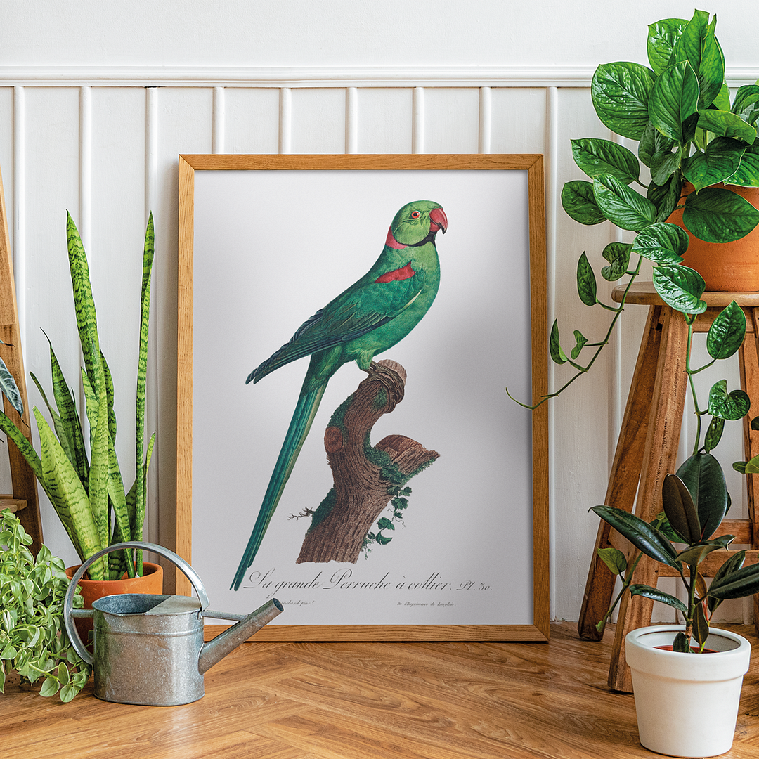 The Rose-Ringed Parakeet, Psittacula krameri IV - Art Print