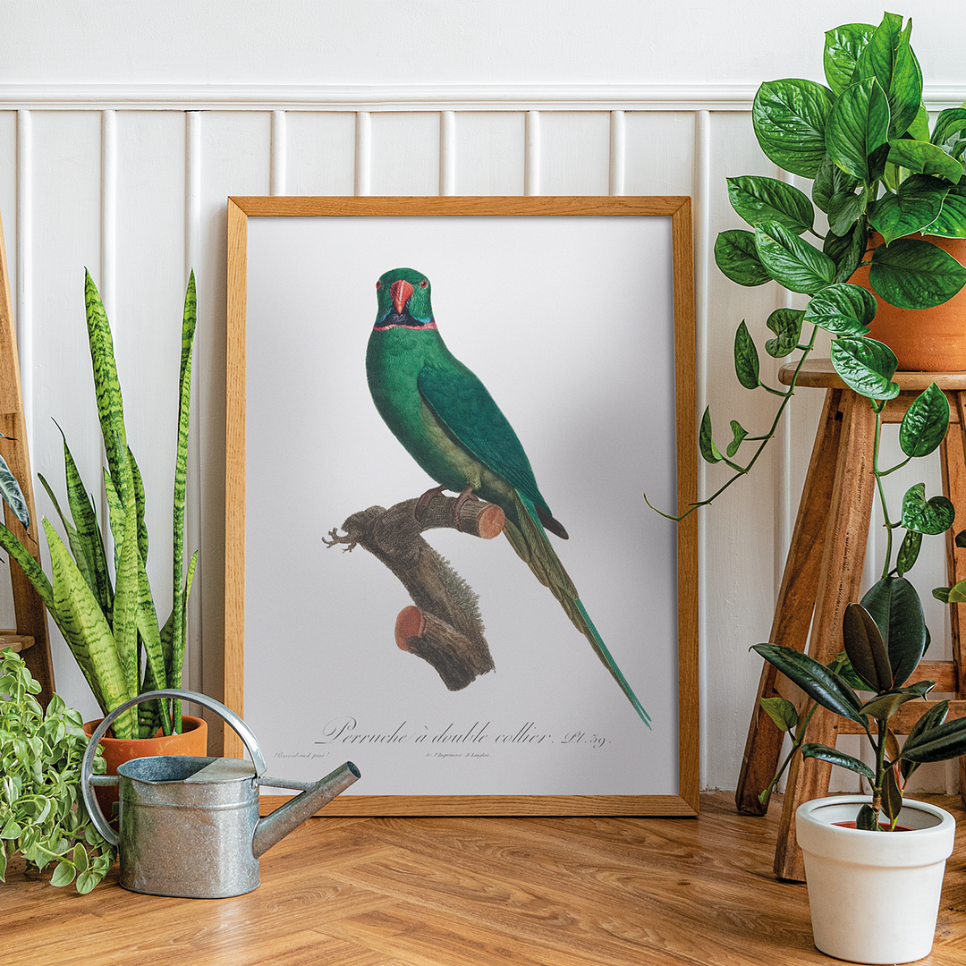 The Rose-Ringed Parakeet, Psittacula krameri I - Art Print