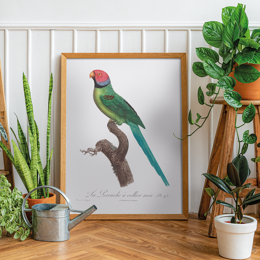 The Rose-Ringed Parakeet, Psittacula krameri II - Art Print