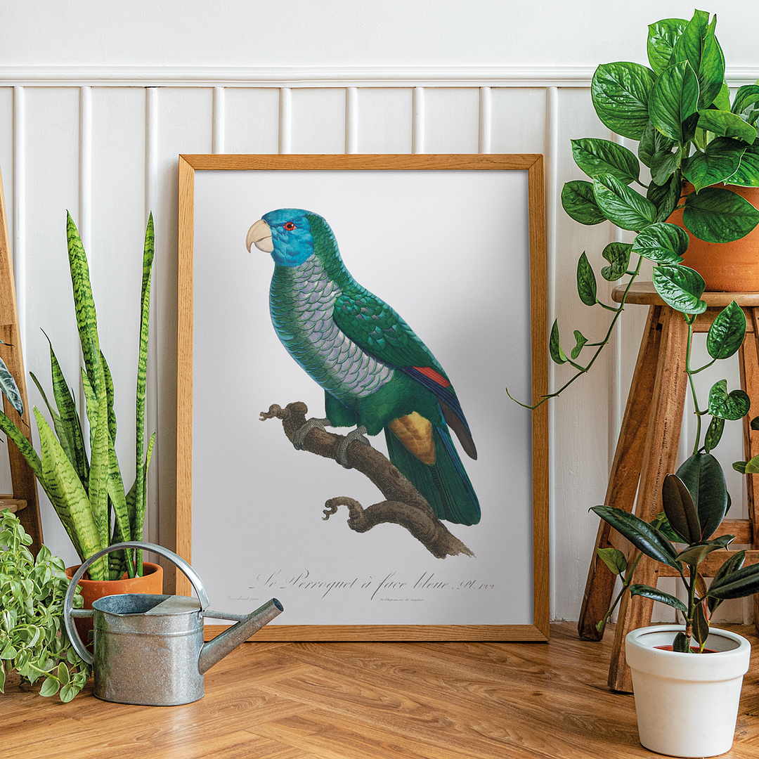 The Saint Lucia amazon, Amazona versicolor - Art Print