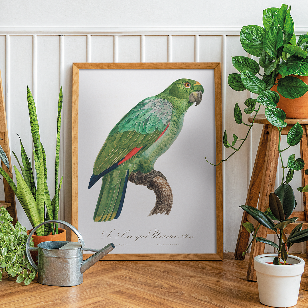 The Southern Mealy Amazon, Amazona farinosa - Art Print