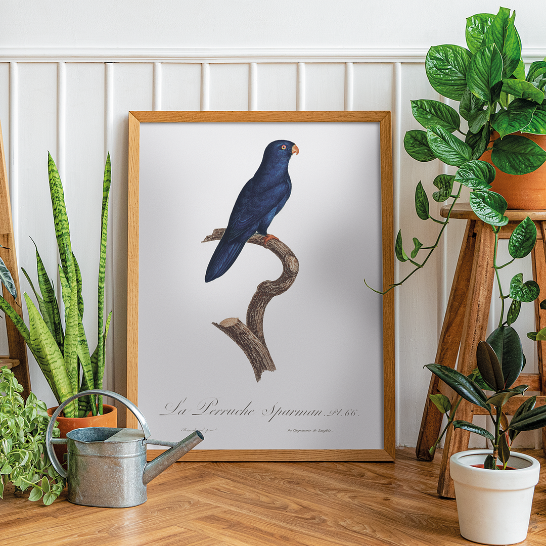 The Sparman Parakeet (Cyanoramphus novaezelandiae) - Art Print