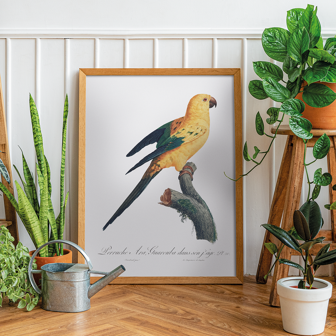 The Sun Parakeet, Aratinga solstitialis - Art Print