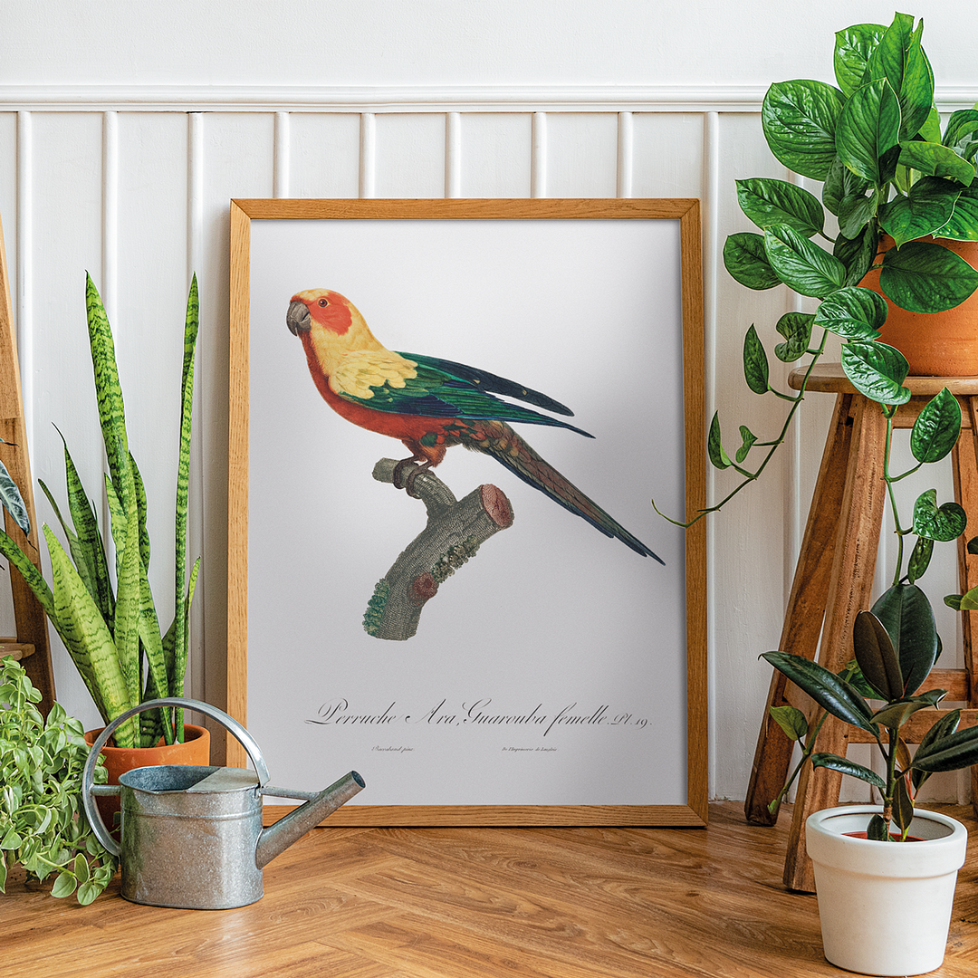 The Sun Parakeet, Aratinga solstitialis, female - Art Print