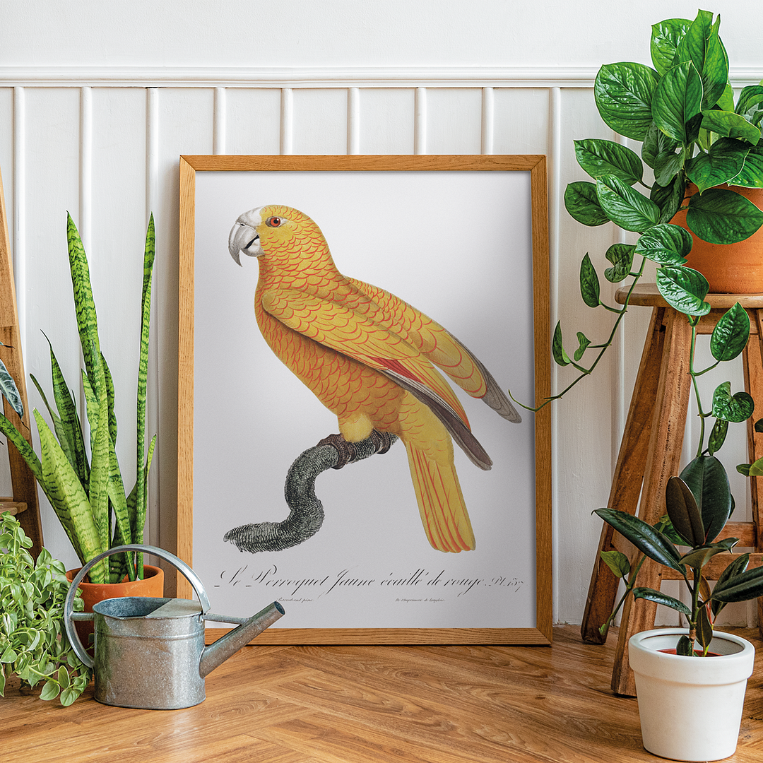 The Sun Parakeet, Aratinga solstitialis, male - Art Print
