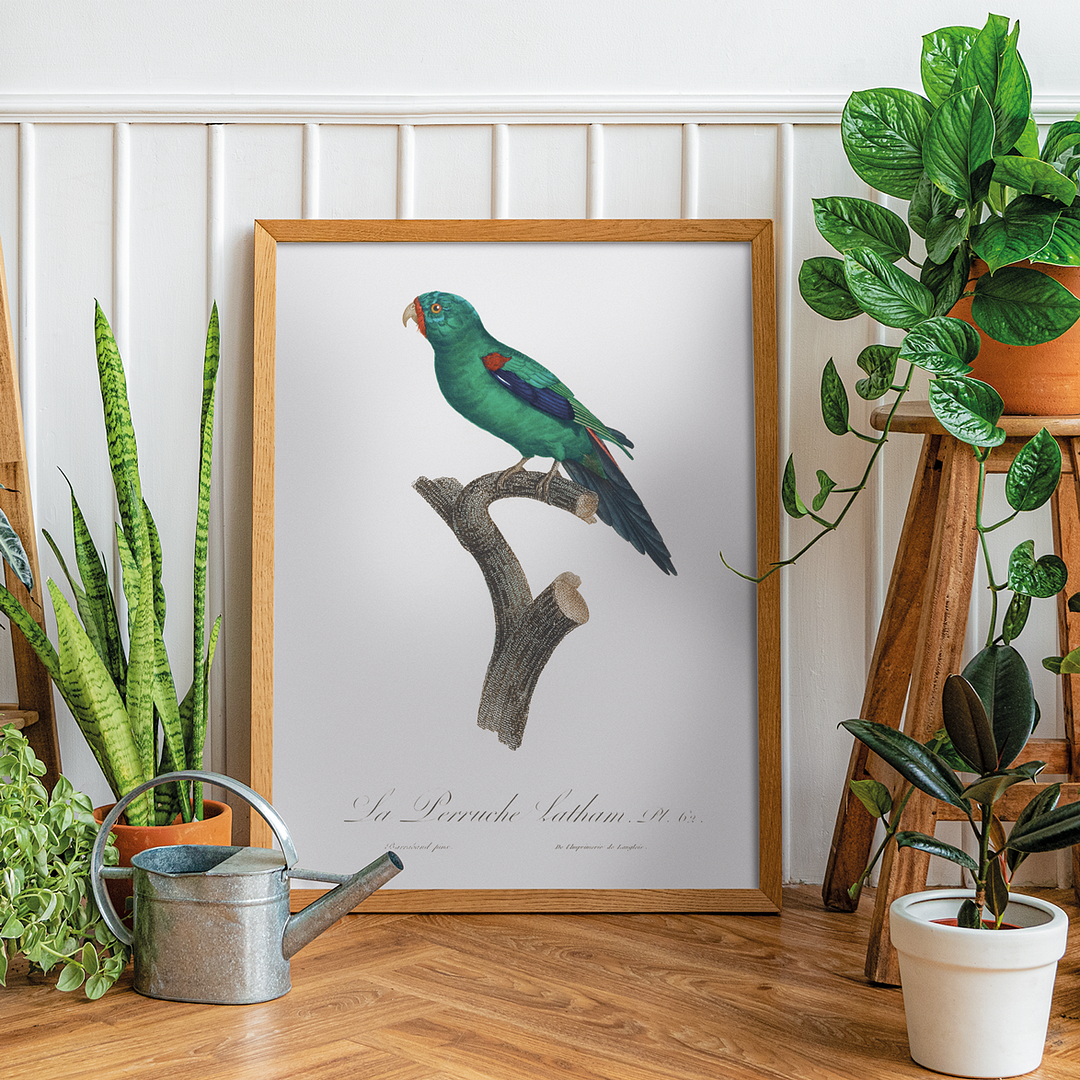 The Swift Parrot, Lathamus discolor I - Art Print