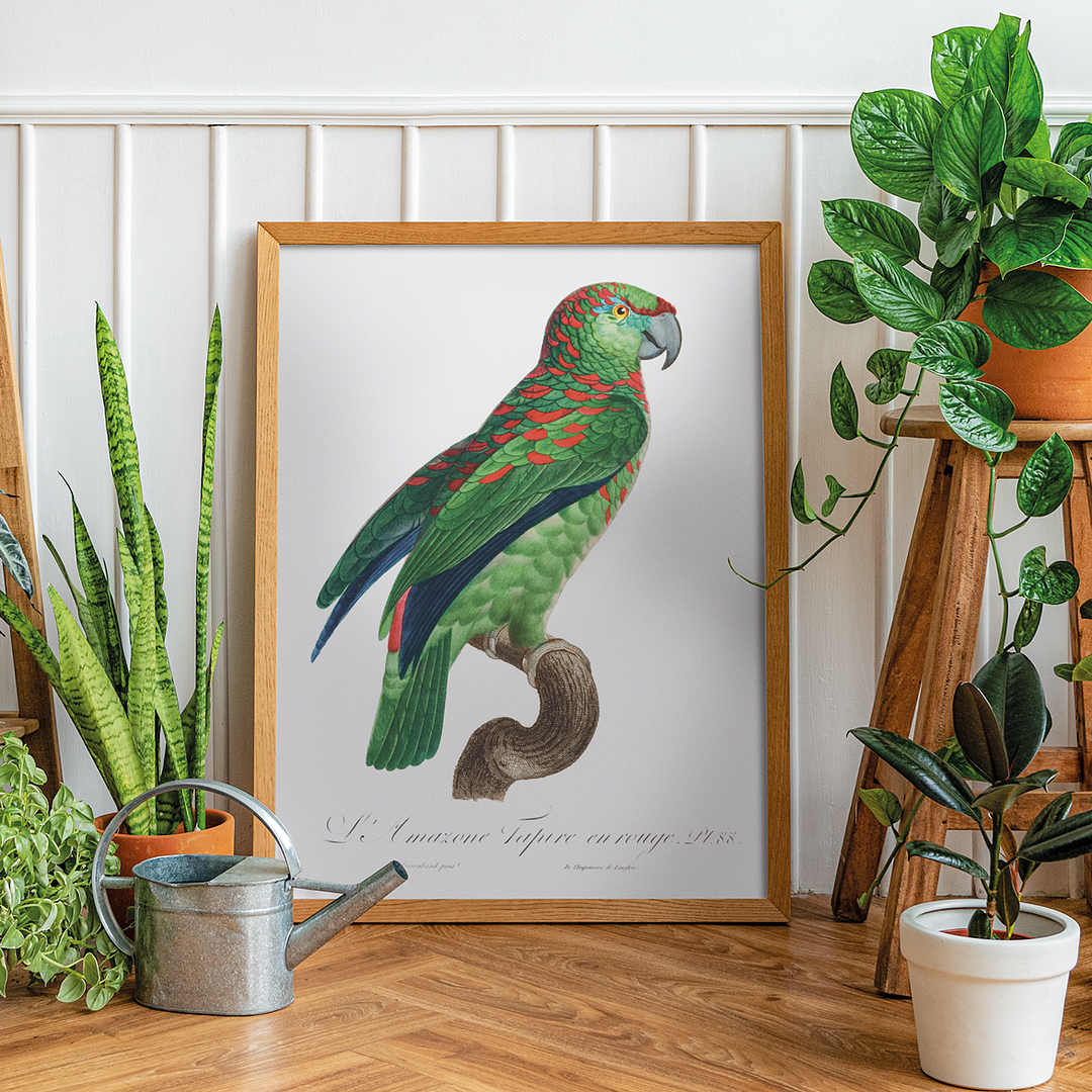 The Turquoise-Fronted Amazon Amazona aestiva I - Art Print