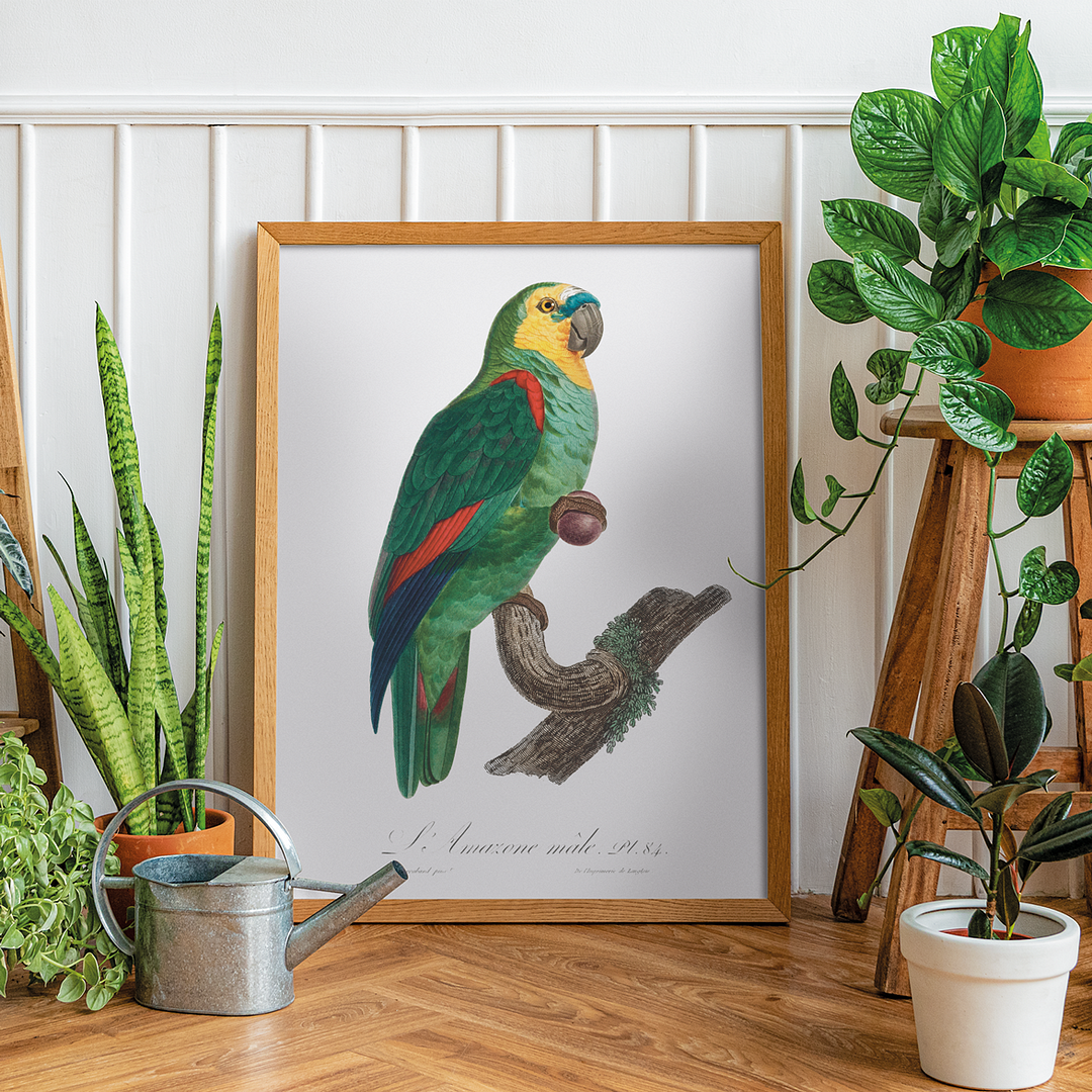The Turquoise-Fronted Amazon, Amazona aestiva III - Art Print