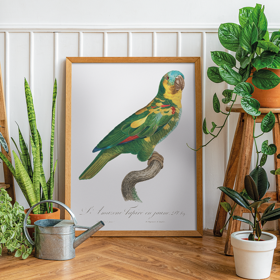 The Turquoise-Fronted Amazon, Amazona aestiva II - Art Print