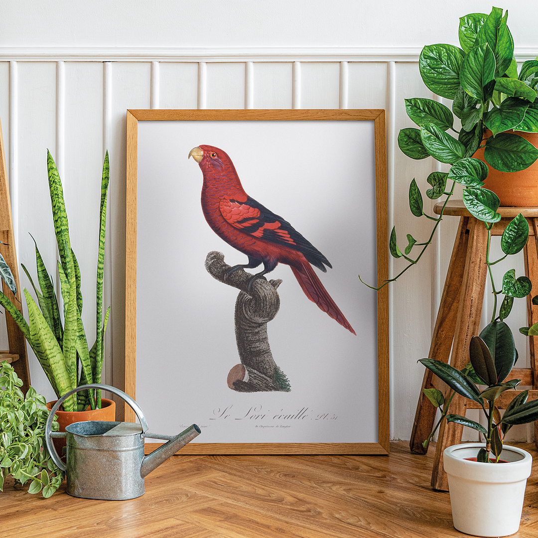 The Violet-Necked Lory, Eos squamata - Art Print