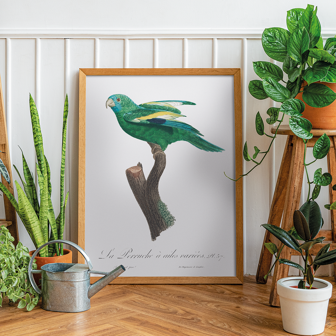 The white-winged parakeet, Brotogeris versicolurus - Art Print