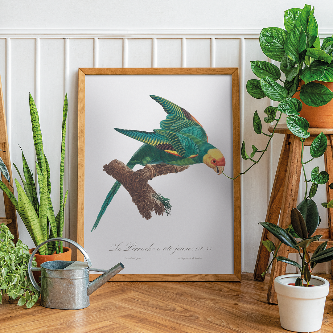 The Yellow-Crowned Parakeet, Cyanoramphus auriceps II - Art Print