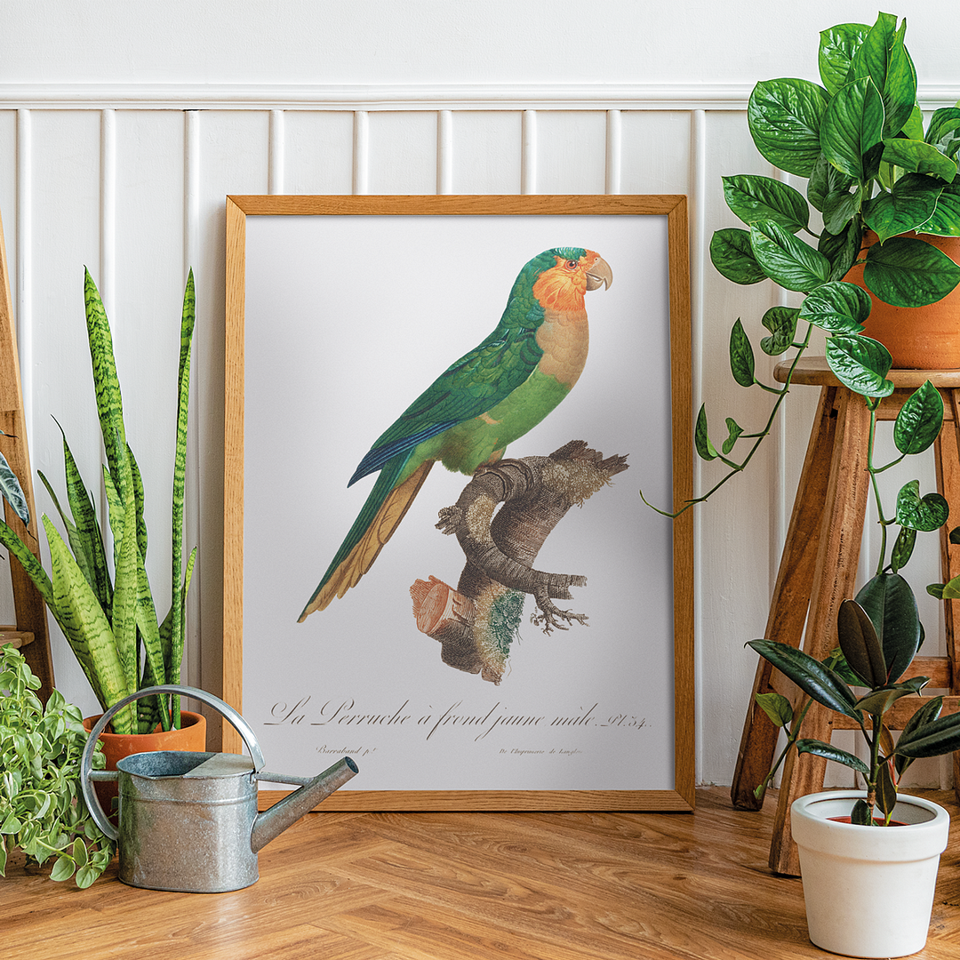 The Yellow-Headed Amazon, Amazona oratrix, male - Art Print