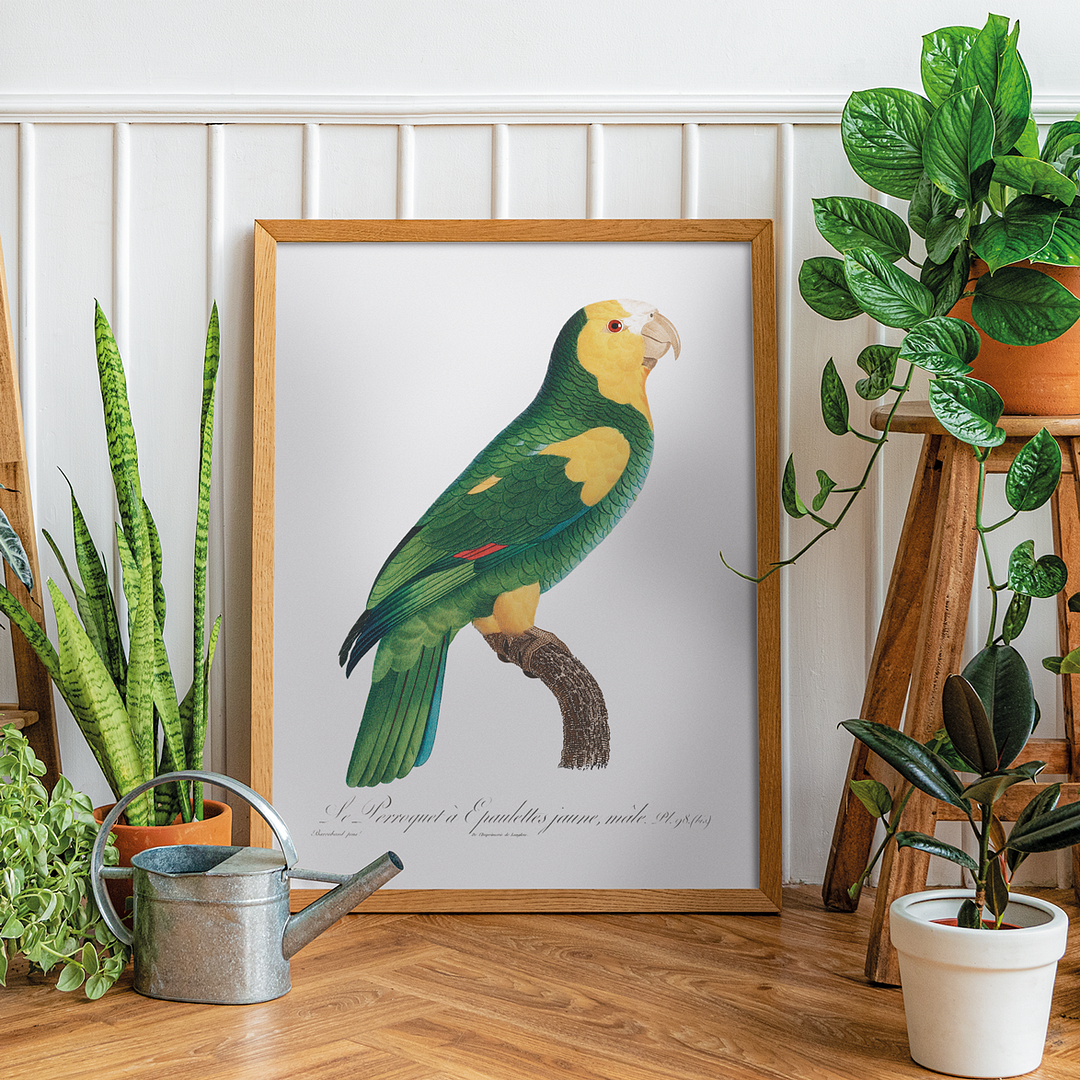 The Yellow-shouldered amazon - Art Print