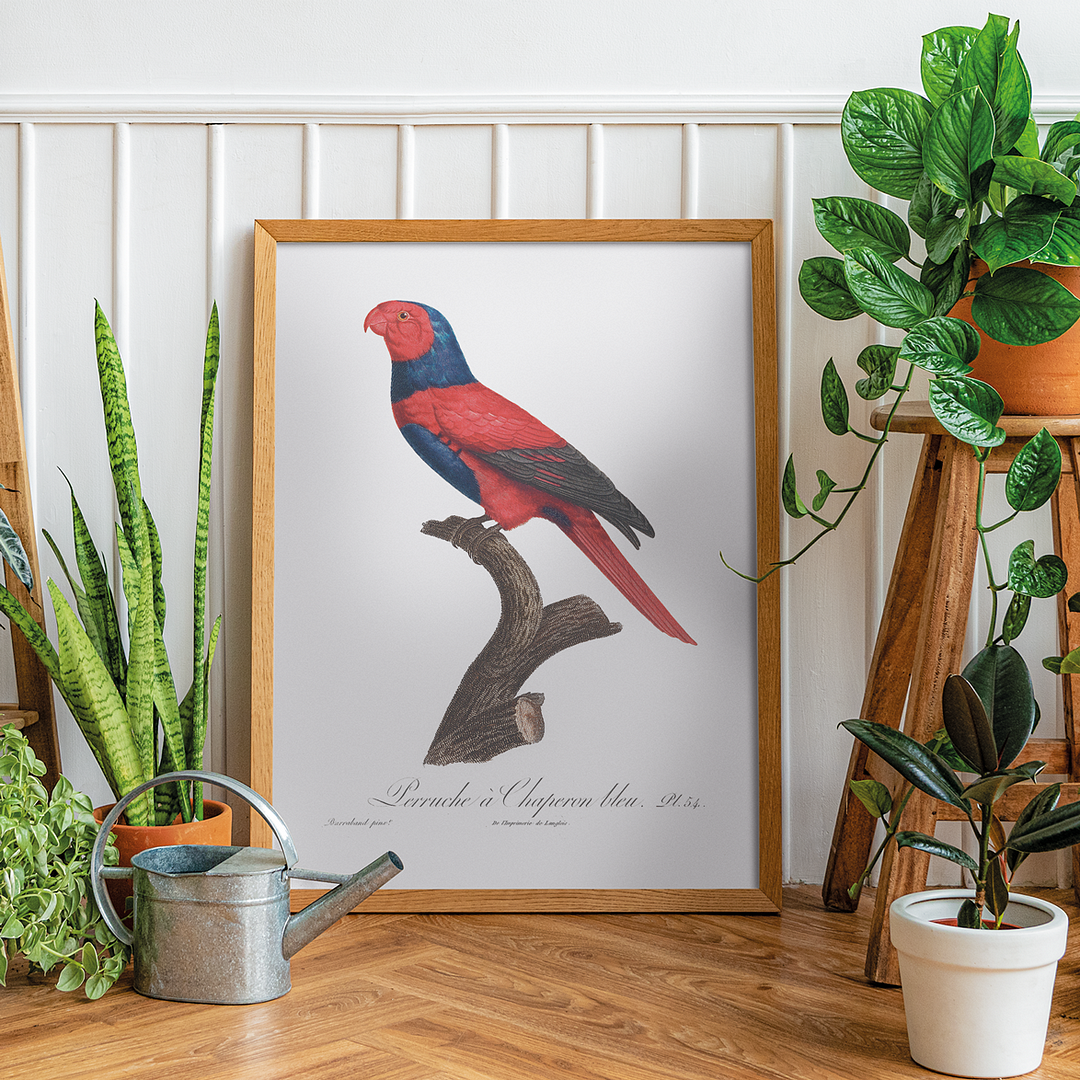 Violet-necked lory, Eos squamata - Art Print