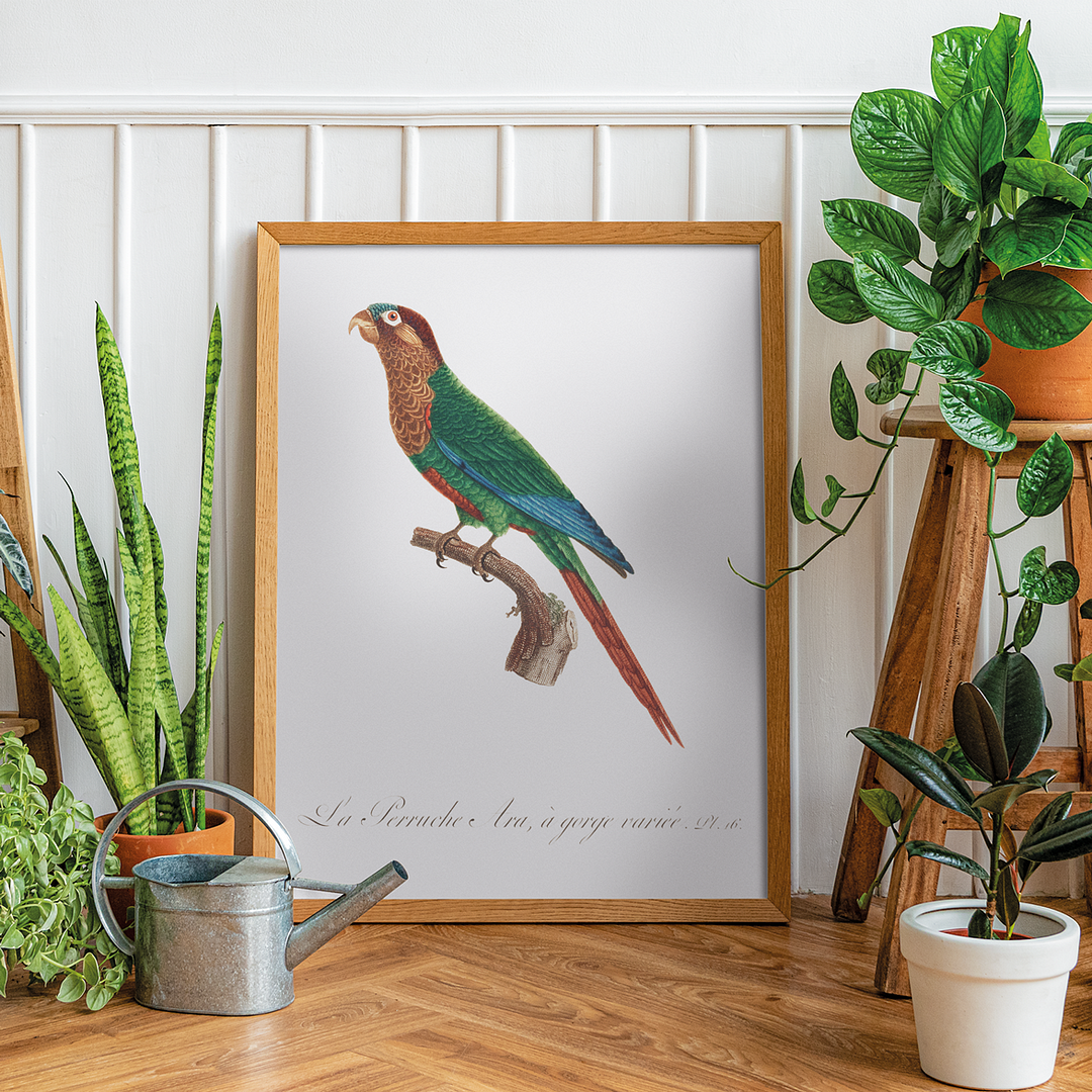 Wave-Breasted Parakeet - Art Print