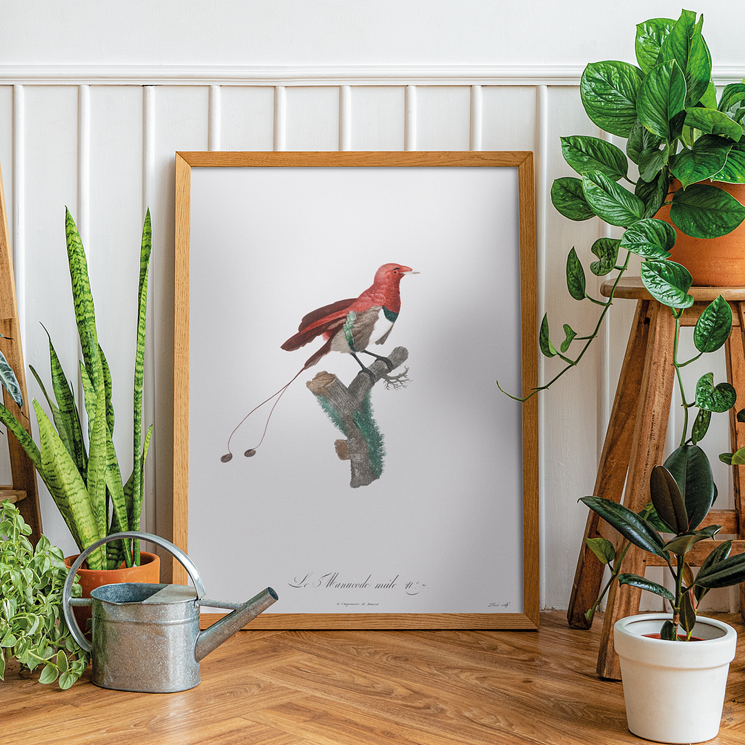 King bird of paradise, male - Art Print