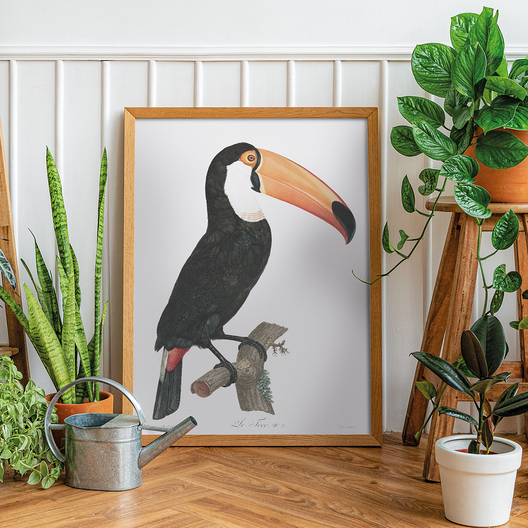 Toco toucan - Art Print