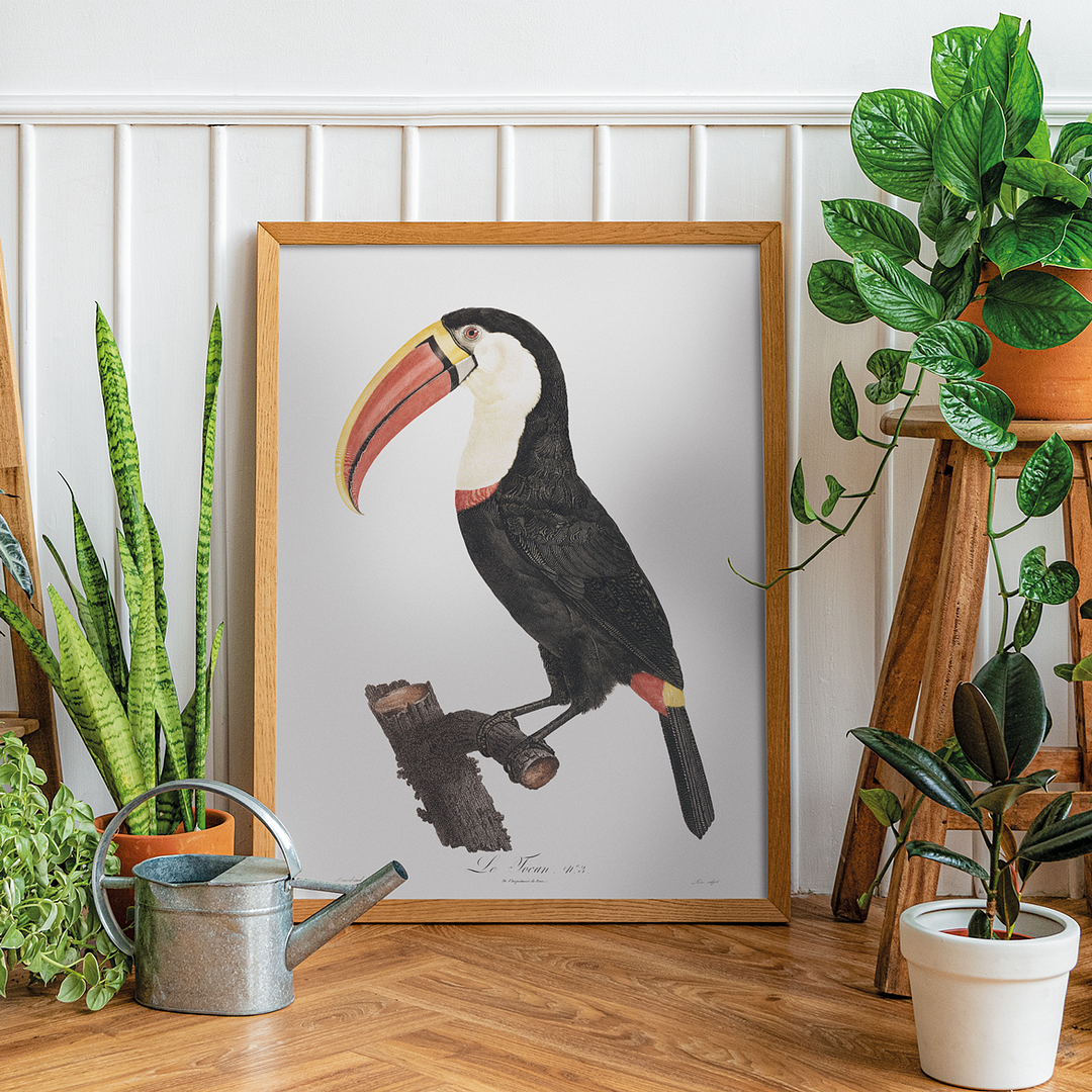 Toucan - Art Print