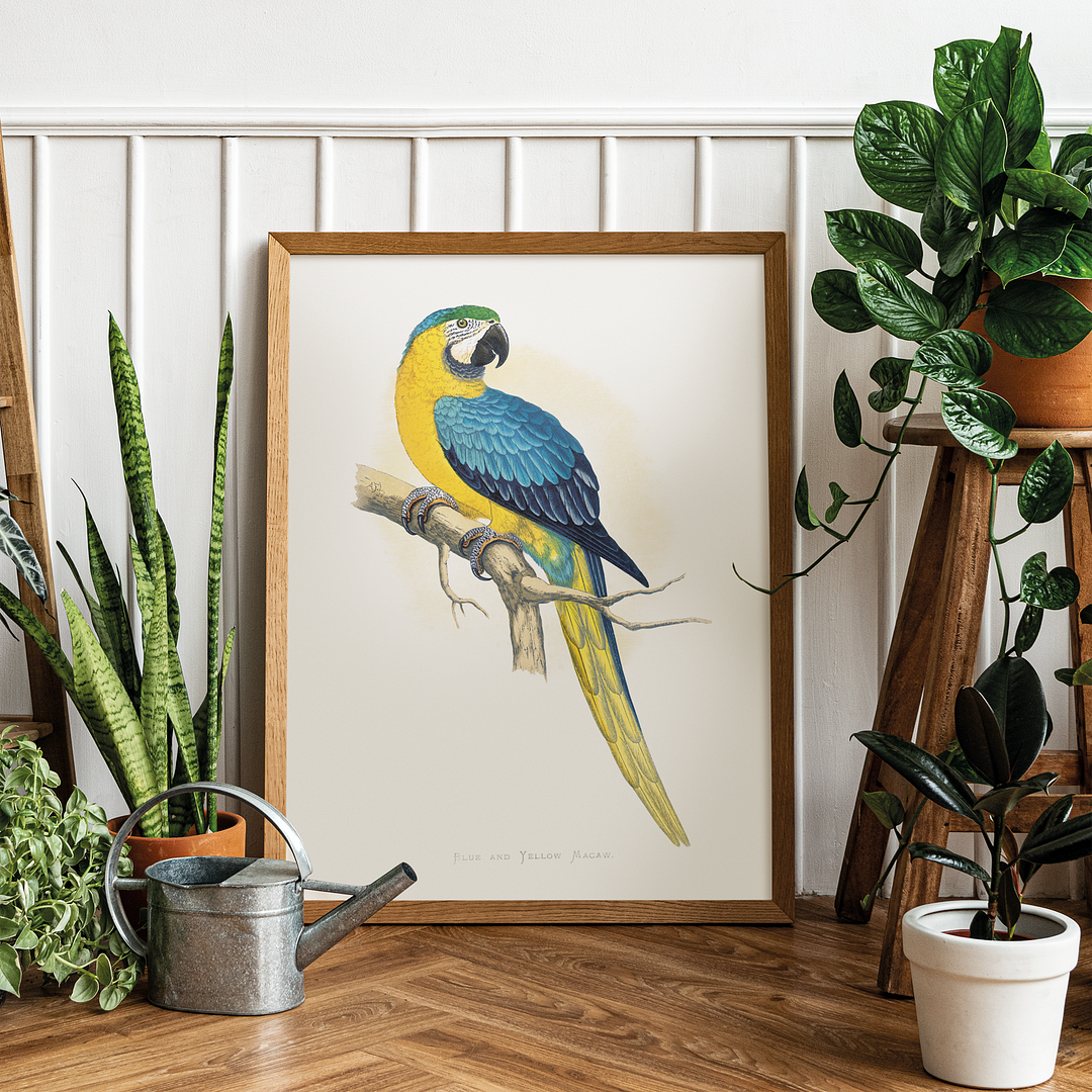 Blue and Yellow Macaw - Art Print