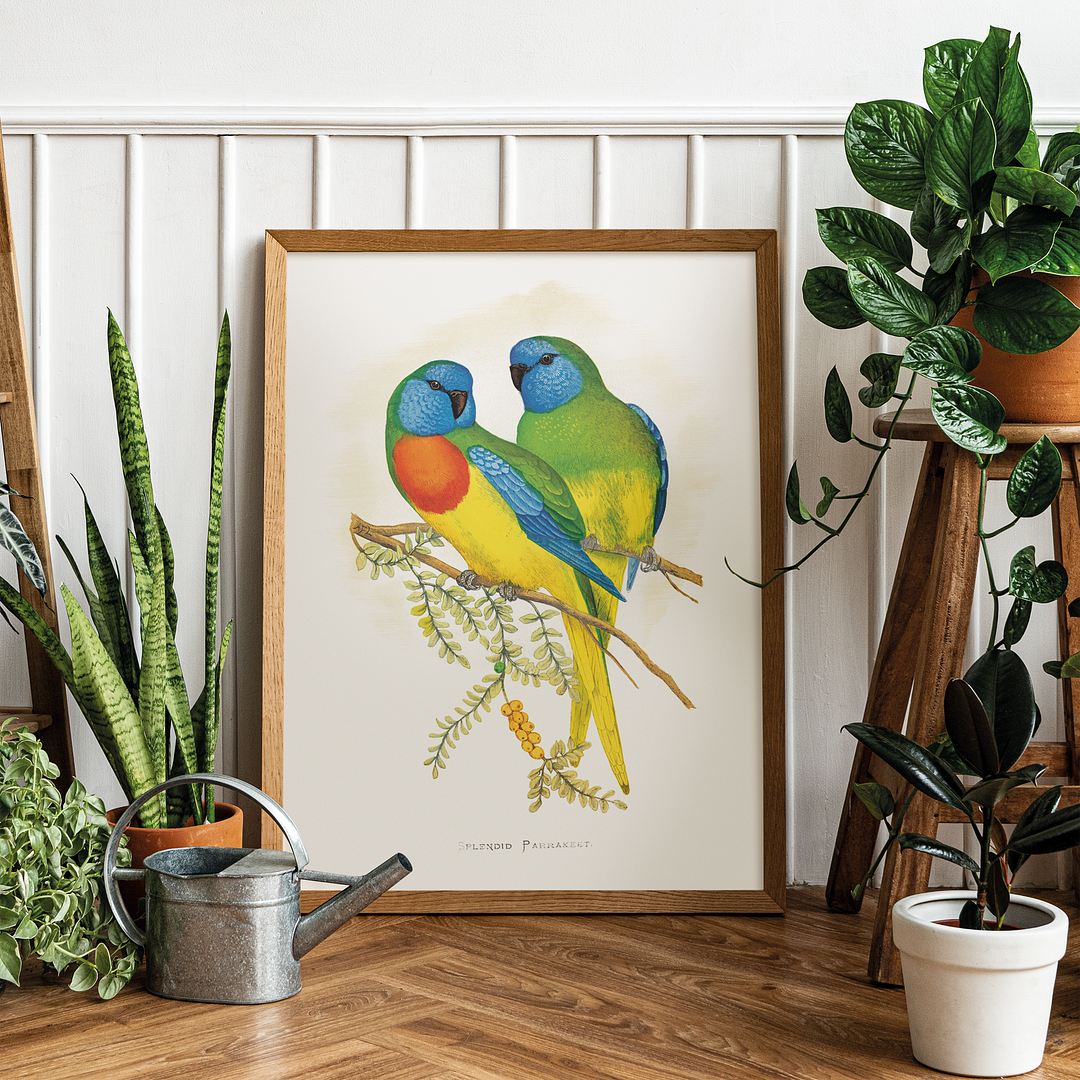 Splendid Parrakeet - Art Print