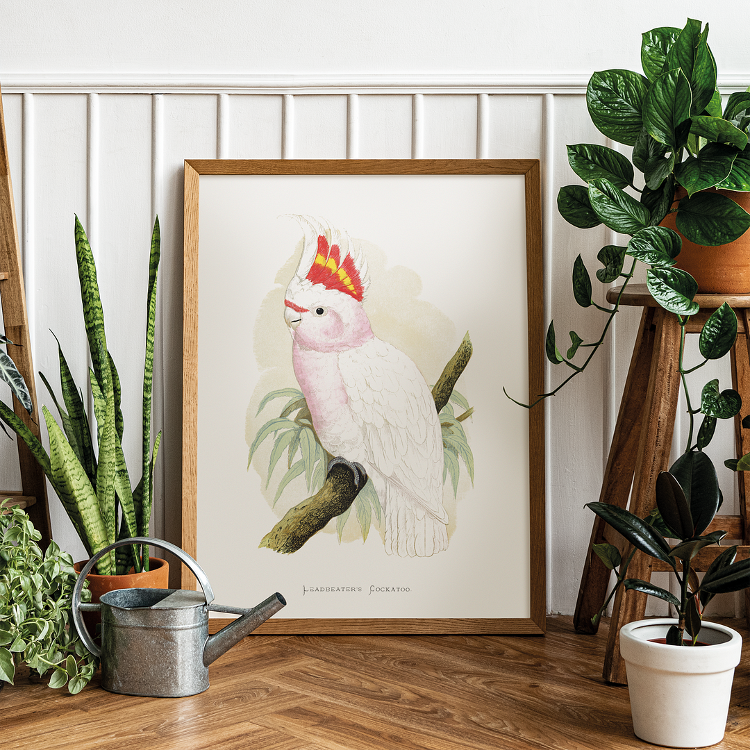 Leadbeater's Cockatoo - Art Print