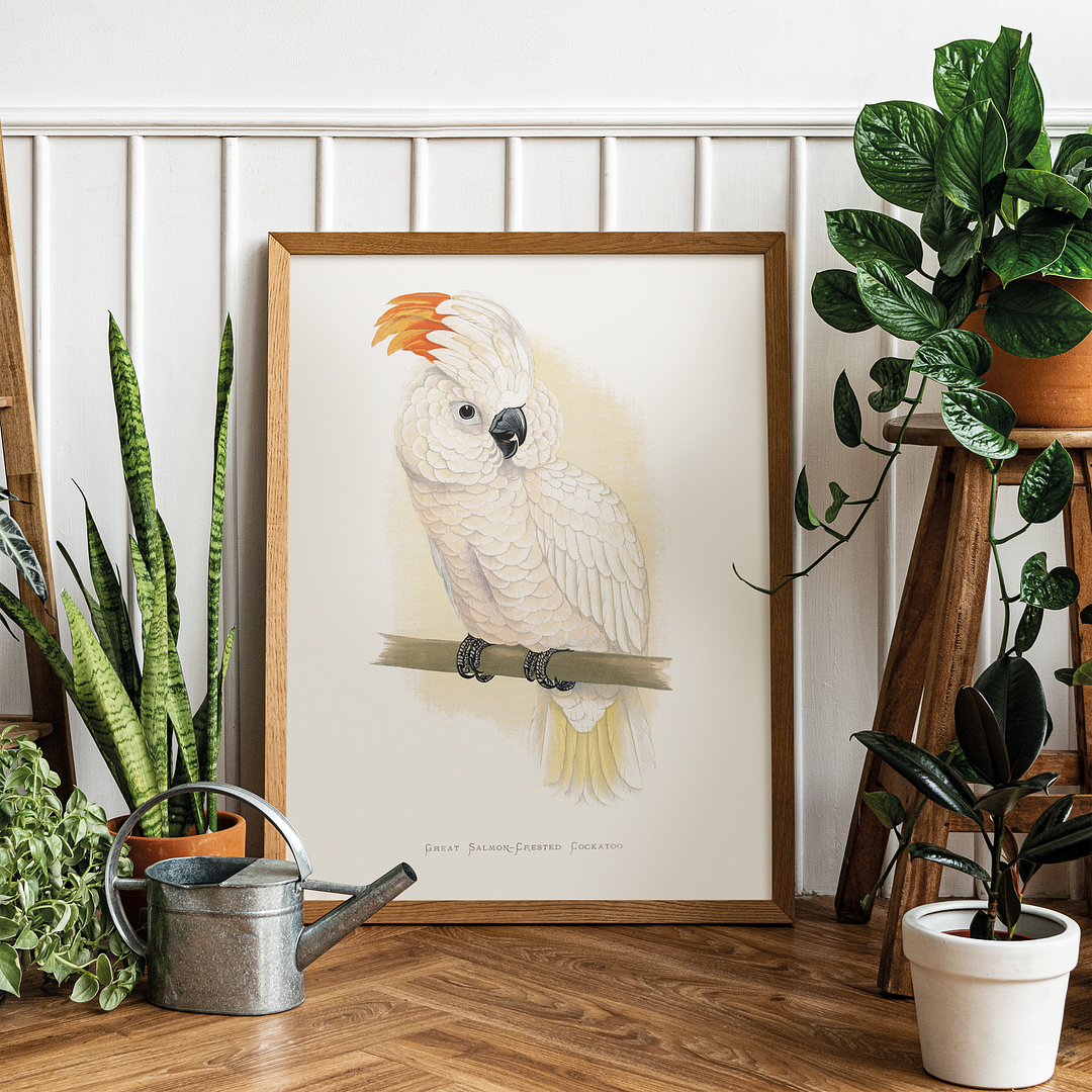 Great Salmon-Crested Cockatoo - Art Print
