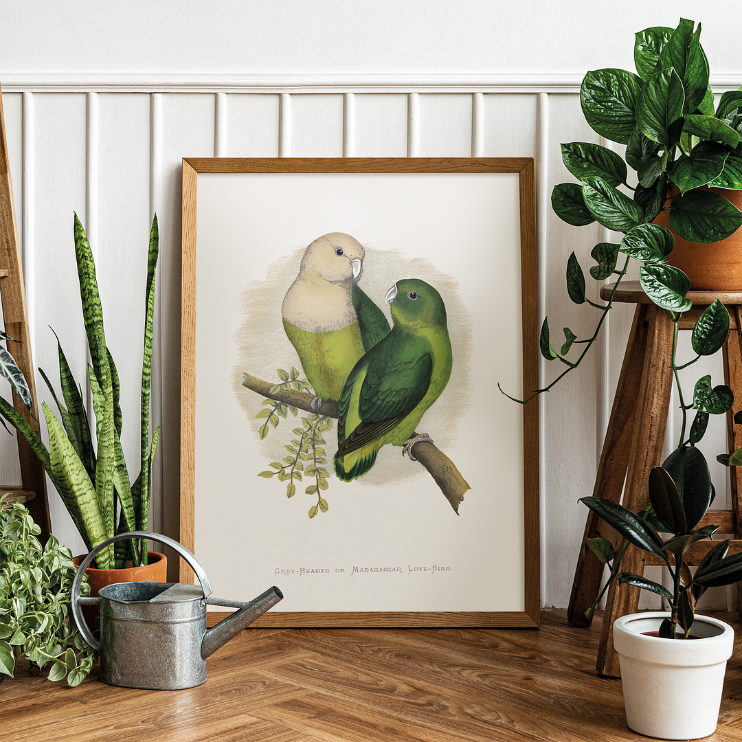Grey-Headed or Madagascar Love-Bird - Art Print