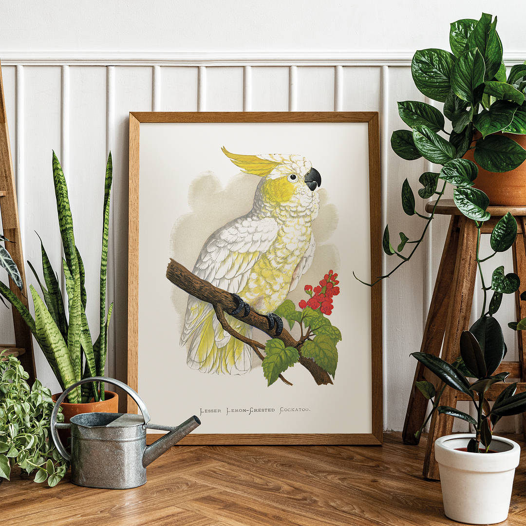 Lesser Lemon-Crested Cockatoo - Art Print
