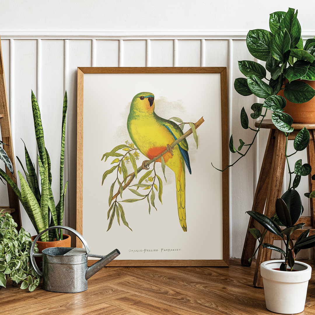 Orange-Bellied Parrakeet - Art Print