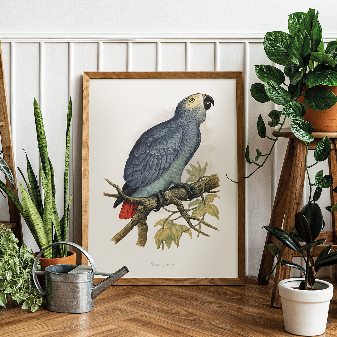 Grey Parrot - Art Print