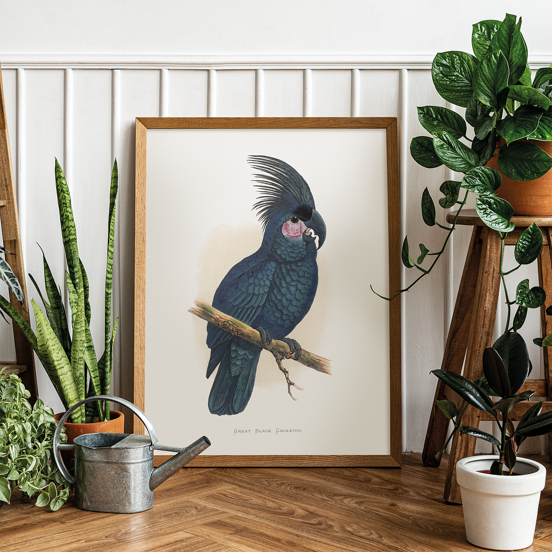 Great Black Cockatoo - Art Print