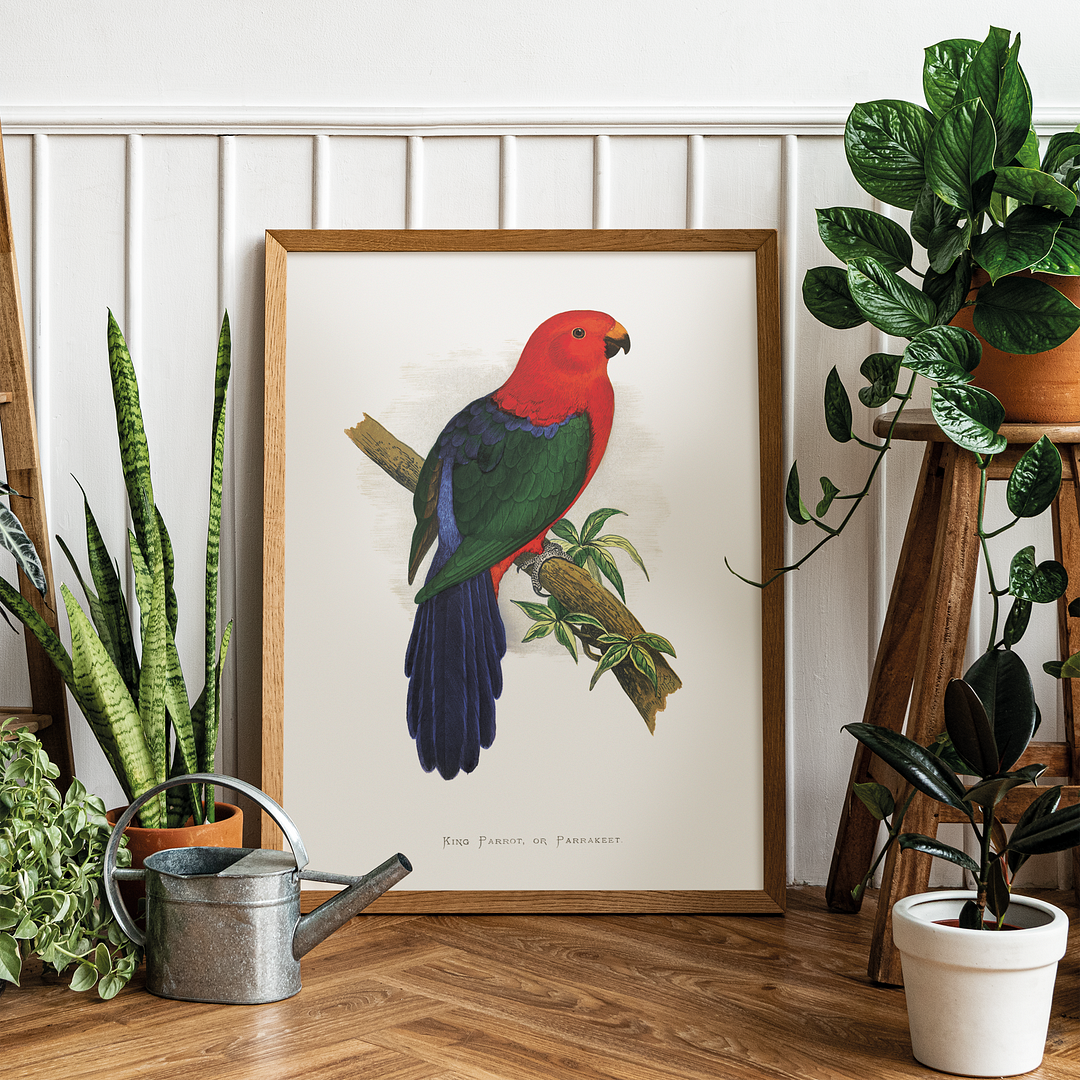 King Parrot - Art Print